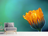 Fototapete Ringelblume im Morgentau