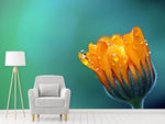 Fototapete Ringelblume im Morgentau