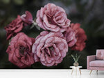 Fototapete Romantische Rosen