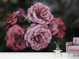 Fototapete Romantische Rosen