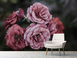 Fototapete Romantische Rosen