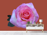 Fototapete Rose in pink XXL