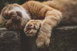 Fototapete Schlafende Katze