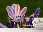 Fototapete Schmucklilien mit Morgentau