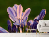 Fototapete Schmucklilien mit Morgentau
