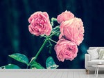 Fototapete Schöne Rosa Rosen