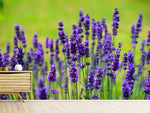 Fototapete Schöner Lavendel