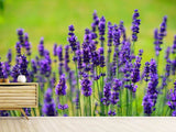 Fototapete Schöner Lavendel