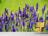 Fototapete Schöner Lavendel