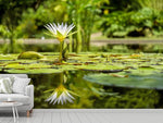 Fototapete Seerose in der Natur