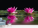 Fototapete Seerosen Duo in pink