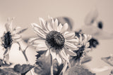 Fototapete Sonnenblumen sw