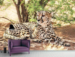 Fototapete Sonnender Gepard