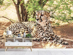 Fototapete Sonnender Gepard