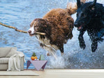 Fototapete Spielende Hunde