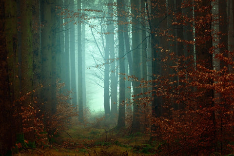 Fototapete Stimmung im Wald