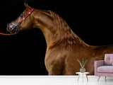 Fototapete Stolzes Pferd