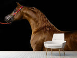 Fototapete Stolzes Pferd