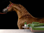 Fototapete Stolzes Pferd
