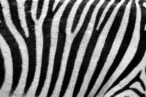 Fototapete Streifen vom Zebra