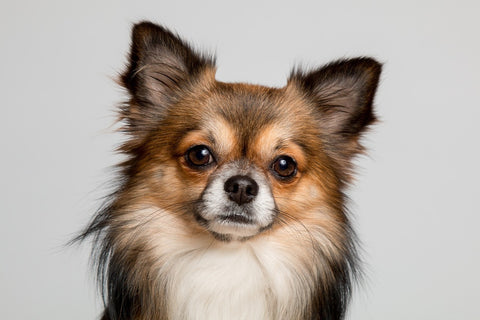 Fototapete Süsser Chihuahua