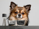 Fototapete Süsser Chihuahua
