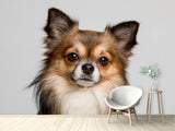 Fototapete Süsser Chihuahua
