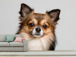 Fototapete Süsser Chihuahua