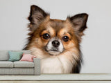Fototapete Süsser Chihuahua