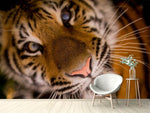 Fototapete Tiger Gesicht