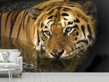Fototapete Tiger im Wasser