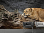 Fototapete Träumende Löwin
