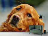 Fototapete Treuer Irish Setter