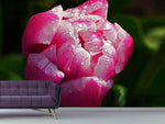 Fototapete Tulpe mit Morgentau in XL