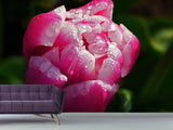 Fototapete Tulpe mit Morgentau in XL