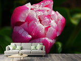 Fototapete Tulpe mit Morgentau in XL