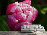 Fototapete Tulpe mit Morgentau in XL