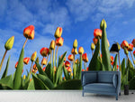 Fototapete Tulpen ragen zum Himmel