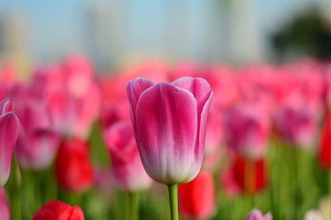 Fototapete Tulpenfeld in rosa-rot