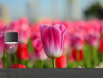 Fototapete Tulpenfeld in rosa-rot