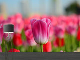 Fototapete Tulpenfeld in rosa-rot