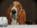 Fototapete Typisch Basset