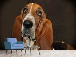 Fototapete Typisch Basset