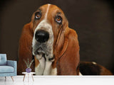 Fototapete Typisch Basset