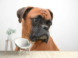 Fototapete Typisch Boxer