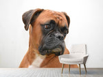 Fototapete Typisch Boxer