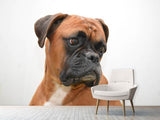 Fototapete Typisch Boxer