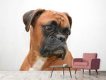 Fototapete Typisch Boxer