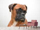 Fototapete Typisch Boxer