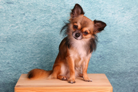 Fototapete Typisch Chihuahua